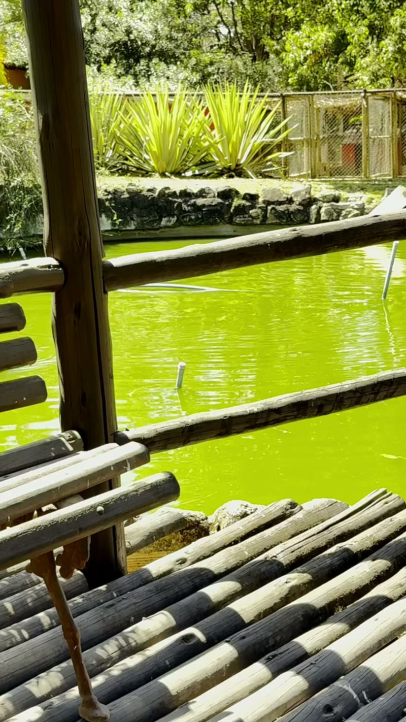 Beira da lagoa