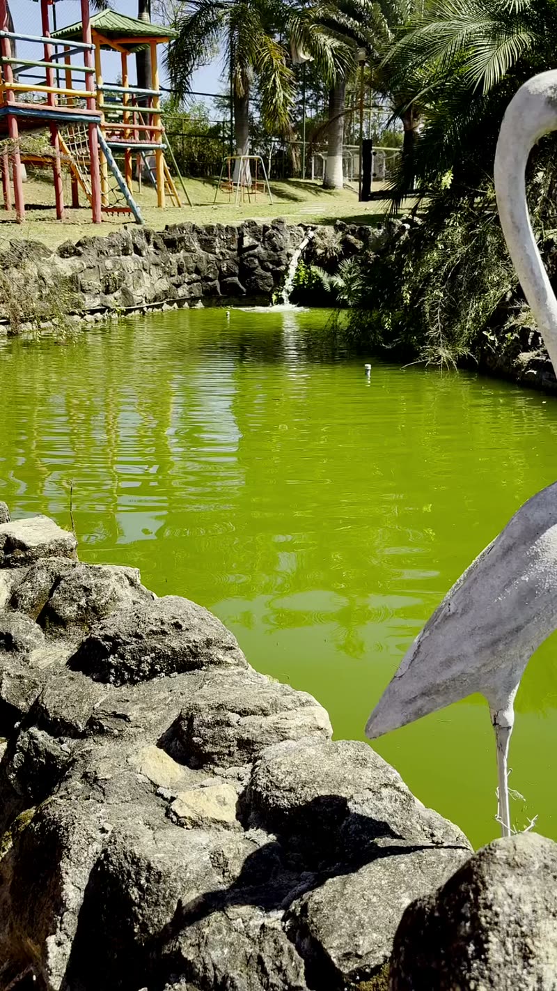 A garça na lagoa