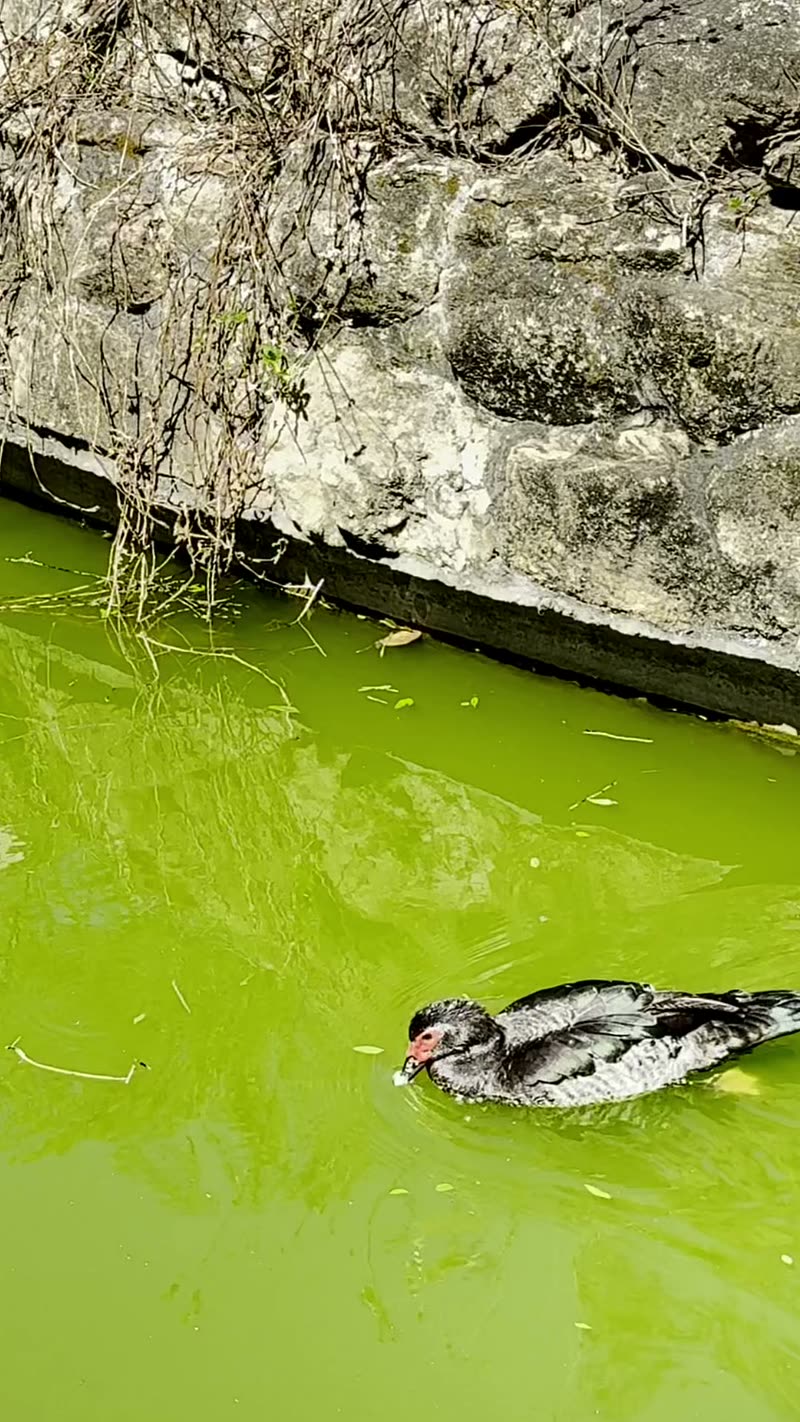 Patos na lagoa