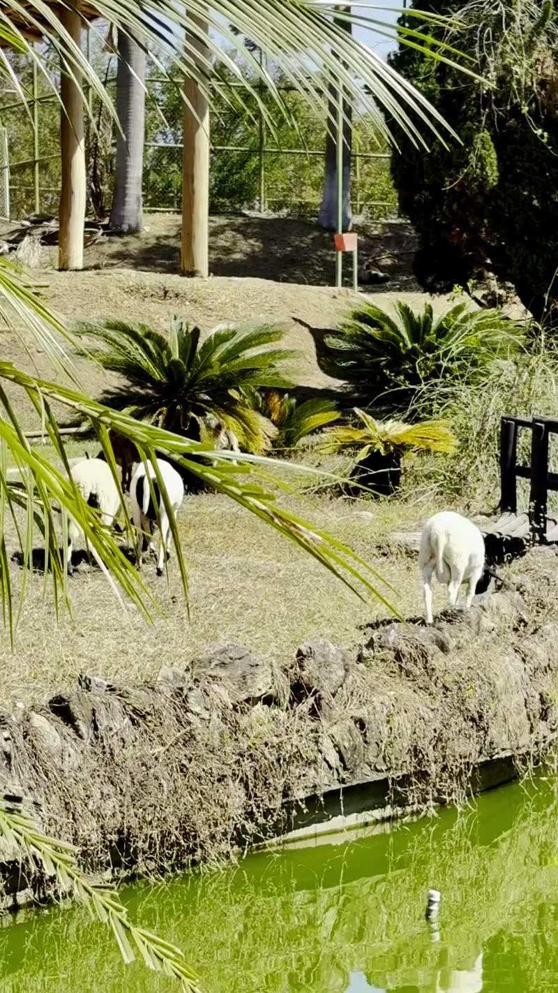 Ponte e quiosque