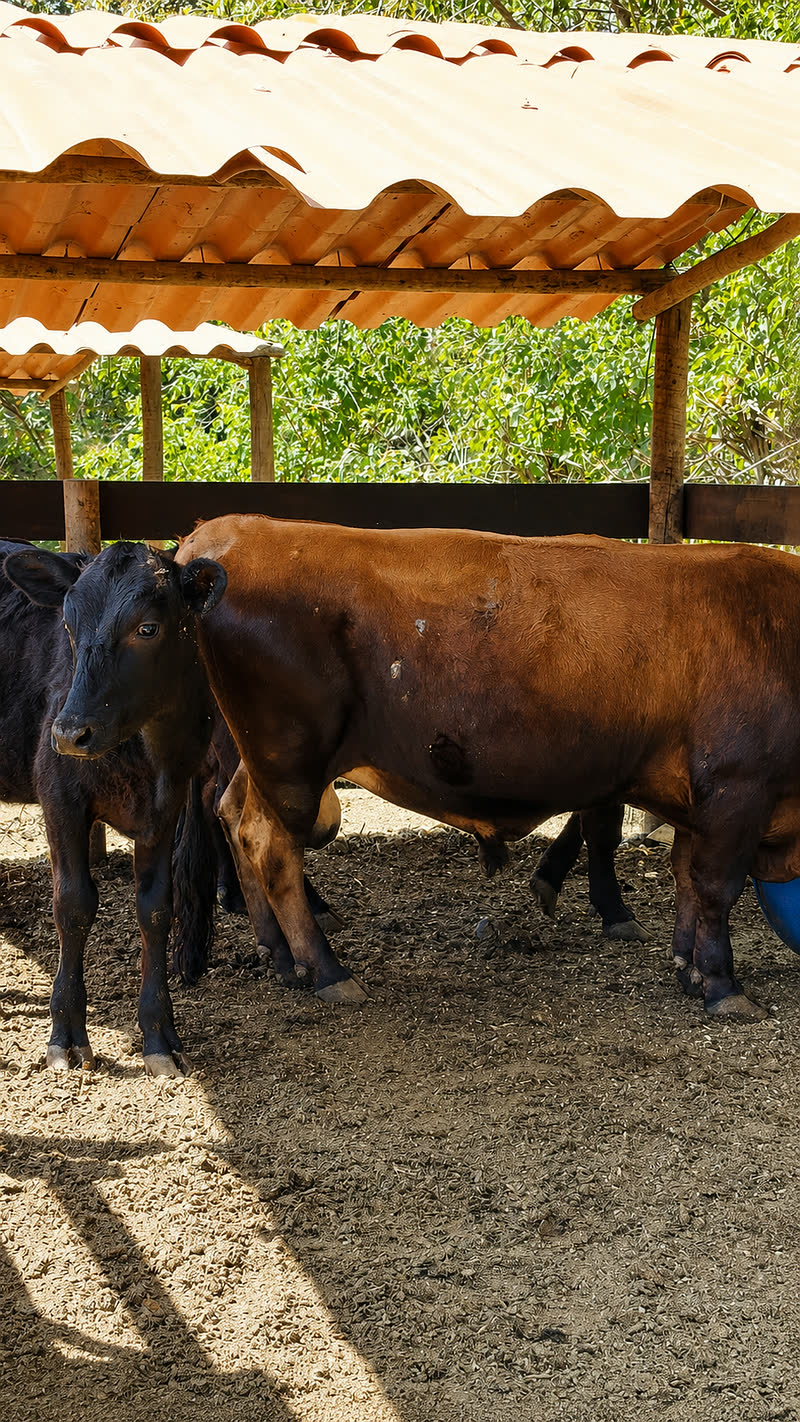 Fazendinha com bichos